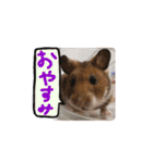 ハムスターふじまるとすももスタンプ（個別スタンプ：20）
