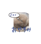 ハムスターふじまるとすももスタンプ（個別スタンプ：21）