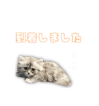 ぽったーだおん 2（個別スタンプ：6）