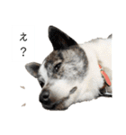 cafe watoto 日常編（個別スタンプ：25）