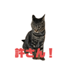 保護ねこさんとかねずみさんとかのスタンプ（個別スタンプ：1）