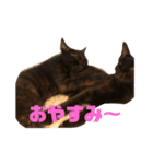 保護ねこさんとかねずみさんとかのスタンプ（個別スタンプ：4）