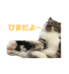 保護ねこさんとかねずみさんとかのスタンプ（個別スタンプ：11）
