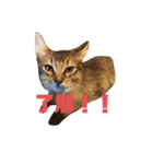 保護ねこさんとかねずみさんとかのスタンプ（個別スタンプ：12）