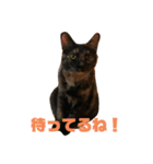 保護ねこさんとかねずみさんとかのスタンプ（個別スタンプ：13）