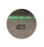 保護ねこさんとかねずみさんとかのスタンプ（個別スタンプ：16）