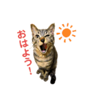 キジトラ猫のテオ（個別スタンプ：1）
