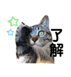 キジトラ猫のテオ（個別スタンプ：2）
