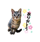 キジトラ猫のテオ（個別スタンプ：3）