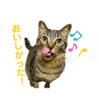 キジトラ猫のテオ（個別スタンプ：4）