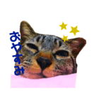 キジトラ猫のテオ（個別スタンプ：5）