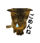 キジトラ猫のテオ（個別スタンプ：6）