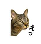 キジトラ猫のテオ（個別スタンプ：7）