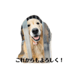 あんずがいる毎日1（個別スタンプ：8）