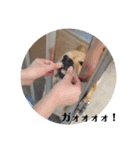 あんずがいる毎日1（個別スタンプ：10）