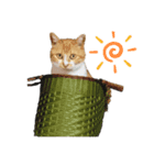 山田家のねこ（個別スタンプ：1）