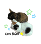 山田家のねこ（個別スタンプ：2）
