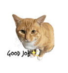 山田家のねこ（個別スタンプ：3）