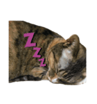 山田家のねこ（個別スタンプ：4）