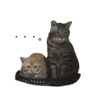 山田家のねこ（個別スタンプ：5）