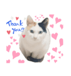 山田家のねこ（個別スタンプ：6）