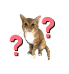 山田家のねこ（個別スタンプ：7）