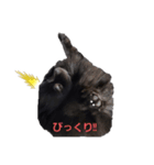 黒ポメ オコメスタンプ（個別スタンプ：4）