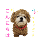 コスプレシーズーマックン（個別スタンプ：1）