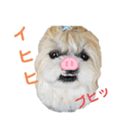 コスプレシーズーマックン（個別スタンプ：17）