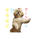 コスプレシーズーマックン（個別スタンプ：26）