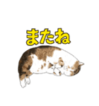 猫のみかんちゃんスタンプ（個別スタンプ：5）