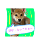 きな子はん、関西弁デビュースタンプ♪（個別スタンプ：7）