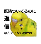 既読にうるさいんこPart2（個別スタンプ：3）
