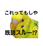 既読にうるさいんこPart2（個別スタンプ：4）
