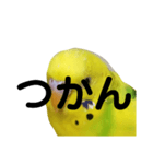 既読にうるさいんこPart2（個別スタンプ：11）