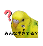 既読にうるさいんこPart2（個別スタンプ：12）