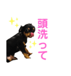 ちゃこまのスタンプ（個別スタンプ：1）