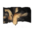 ちゃこまのスタンプ（個別スタンプ：7）