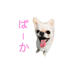 ちゃこまのスタンプ（個別スタンプ：8）