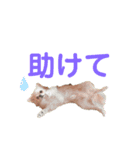 ちゃこまのスタンプ（個別スタンプ：9）