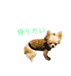 ちゃこまのスタンプ（個別スタンプ：10）