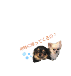ちゃこまのスタンプ（個別スタンプ：11）