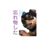 ちゃこまのスタンプ（個別スタンプ：13）