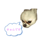 ちゃこまのスタンプ（個別スタンプ：15）