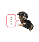 ちゃこまのスタンプ（個別スタンプ：16）