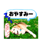 ビッケ♡スタンプ（個別スタンプ：3）