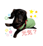 ちょぴこのスタンプ（個別スタンプ：1）