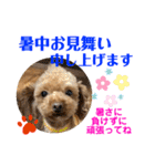トイプードル（晴明）5（個別スタンプ：5）