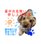 トイプードル（晴明）5（個別スタンプ：6）