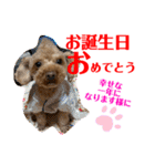 トイプードル（晴明）5（個別スタンプ：9）